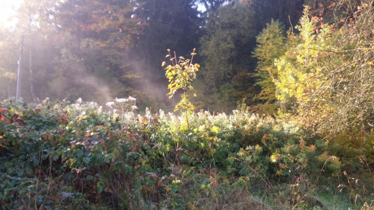 Pokoje Goscinne Art- Dworek Kudowa-Zdrój Esterno foto